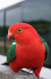 parrots in australia