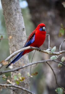 rosella bird