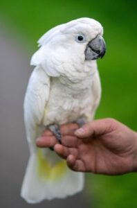 tame cockatoo
